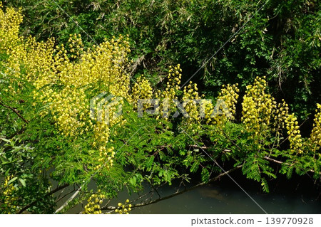 Flowers of the deciduous shrub "Jaketsuibara" that blooms on the riverbed Flowers of the deciduous shrub "Jaketsuibara" that blooms on the riverbed 139770928