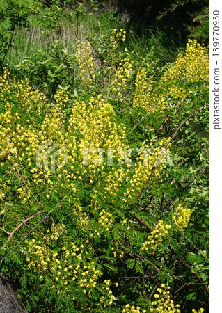 Flowers of the deciduous shrub "Jaketsuibara" that blooms on the riverbed Flowers of the deciduous shrub "Jaketsuibara" that blooms on the riverbed 139770930