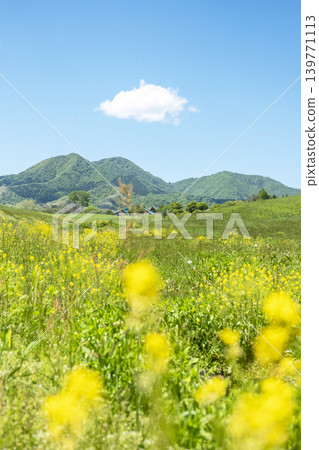 Hiruzen Plateau in the fresh green and early summer 139771113