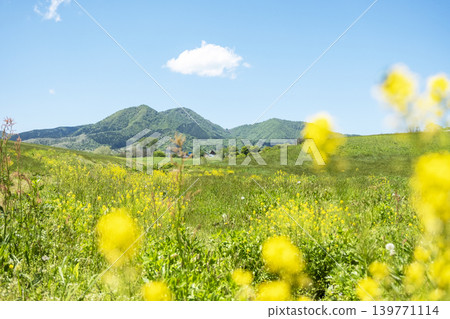 清新的綠色和初夏的日留山高原 139771114