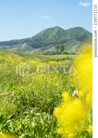 Hiruzen Plateau in the fresh green and early summer 139771115