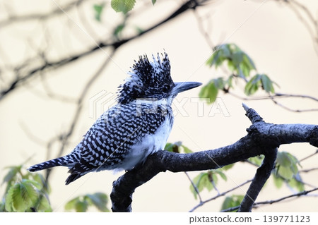 一隻雌性鳳頭翠鳥，身上有漂亮的斑點圖案，北海道，五月。 139771123