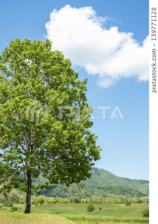 清新的綠色和初夏的日留山高原 139771128