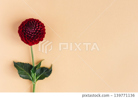 Beautiful red flower of Dahilia on a orange pastel background. Beautiful red flower of Dahilia on a orange pastel background. 139771136