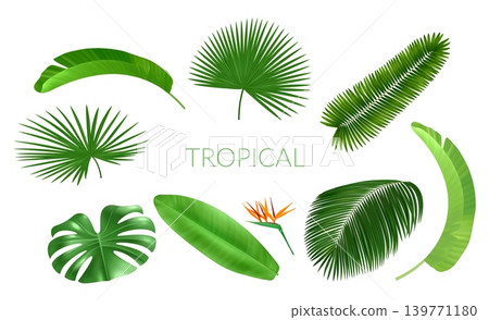 Realistic tropical leaves. Palm fronds. Monstera or coconut palms. Hawaiian summer scenery. Jungle nature. Rainforest tree. Vector botanical isolated elements set of exotic green plants Realistic tropical leaves. Palm fronds. Monstera or coconut palms. Hawaiian summer scenery. Jungle nature. Rainforest tree. Vector botanical isolated elements set of exotic green plants 139771180