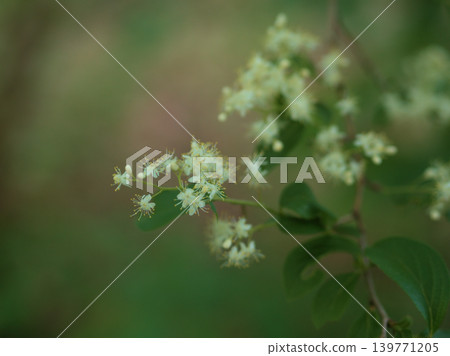 The pretty white flowers of the sawafutagi tree blooming in May The pretty white flowers of the sawafutagi tree blooming in May 139771205