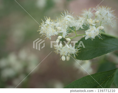 The pretty white flowers of the sawafutagi tree blooming in May 139771210