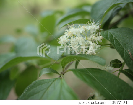 五月盛開的白色澤二木樹的美麗花朵 139771211
