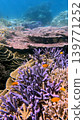 Purple Acropora parilis inhabited by lemon damsel amidst turbinaria reniformis and acropora millepora in a stunning vibrant underwater scene in Dauin, Philippines Purple Acropora parilis inhabited by lemon damsel amidst turbinaria reniformis and acropora millepora in a stunning vibrant underwater scene in Dauin, Philippines 139771252
