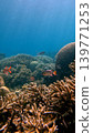 Crimson soldierfish (Myripristis murdjan) swimming among the dense staghorn coral in the stunning reef of Dauin, Philippines Crimson soldierfish (Myripristis murdjan) swimming among the dense staghorn coral in the stunning reef of Dauin, Philippines 139771253