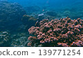 Dark dreamy underwater scene of porites rus in a dense coral reef in the renown ecotourism travel destination in Dauin, Philippines Dark dreamy underwater scene of porites rus in a dense coral reef in the renown ecotourism travel destination in Dauin, Philippines 139771254