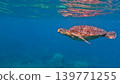 Lone green sea turtle swims gracefully through clear blue waters, creating a peaceful scene. Dauin, Negros Island Region, Philippines Lone green sea turtle swims gracefully through clear blue waters, creating a peaceful scene. Dauin, Negros Island Region, Philippines 139771255