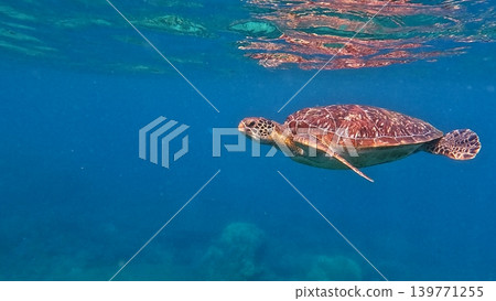 Lone green sea turtle swims gracefully through clear blue waters, creating a peaceful scene. Dauin, Negros Island Region, Philippines Lone green sea turtle swims gracefully through clear blue waters, creating a peaceful scene. Dauin, Negros Island Region, Philippines 139771255