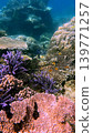 A lively underwater coral reef scene brimming with colorful corals and fish in clear waters in the renown ecotourism diving travel destination in Dauin, Philippines A lively underwater coral reef scene brimming with colorful corals and fish in clear waters in the renown ecotourism diving travel destination in Dauin, Philippines 139771257