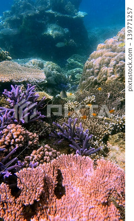 A lively underwater coral reef scene brimming with colorful corals and fish in clear waters in the renown ecotourism diving travel destination in Dauin, Philippines 139771257
