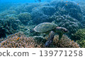 A critically endangered hawksbill sea turtle explores a dense rugged coral reef in serene blue water. Dauin, Negros Island Region, Philippines A critically endangered hawksbill sea turtle explores a dense rugged coral reef in serene blue water. Dauin, Negros Island Region, Philippines 139771258