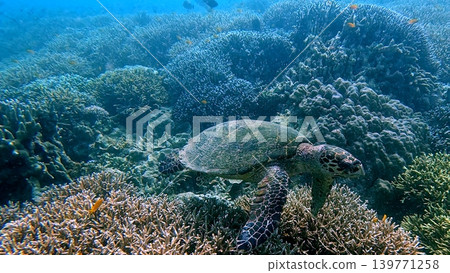 A critically endangered hawksbill sea turtle explores a dense rugged coral reef in serene blue water. Dauin, Negros Island Region, Philippines 139771258
