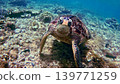 A curious green sea turtle (Chelonia mydas) looks into the camera as it navigates the seafloor in Dauin, Negros Island Region, Philippines A curious green sea turtle (Chelonia mydas) looks into the camera as it navigates the seafloor in Dauin, Negros Island Region, Philippines 139771259