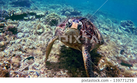 A curious green sea turtle (Chelonia mydas) looks into the camera as it navigates the seafloor in Dauin, Negros Island Region, Philippines 139771259