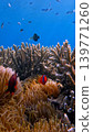Corkscrew anemone guarded by a pair of tomato clownfish with a dense staghorn coral in the background. Dauin, Philippines Corkscrew anemone guarded by a pair of tomato clownfish with a dense staghorn coral in the background. Dauin, Philippines 139771260