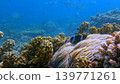 A peaceful underwater scene featuring a yellowtail clownfish resting among a soft anemone and corals. Dauin, Negros Island Region, Philippines A peaceful underwater scene featuring a yellowtail clownfish resting among a soft anemone and corals. Dauin, Negros Island Region, Philippines 139771261