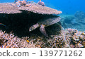 A hawksbill sea turtle rests under a coral ledge, surrounded by a bustling coral reef in Dauin, Negros Island Region, Philippines A hawksbill sea turtle rests under a coral ledge, surrounded by a bustling coral reef in Dauin, Negros Island Region, Philippines 139771262