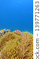 A lone pink skunk clownfish (Amphiprion perideraion) swims above a vibrant yellow sea anemone with the vast blue water in the background. Wildlife sighting in Dauin, Philippines A lone pink skunk clownfish (Amphiprion perideraion) swims above a vibrant yellow sea anemone with the vast blue water in the background. Wildlife sighting in Dauin, Philippines 139771263