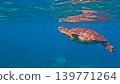 A green sea turtle swimming close to the surface with its reflection mirrored by the water creating a hypnotic dreamy scene. Dauin, Philippines A green sea turtle swimming close to the surface with its reflection mirrored by the water creating a hypnotic dreamy scene. Dauin, Philippines 139771264