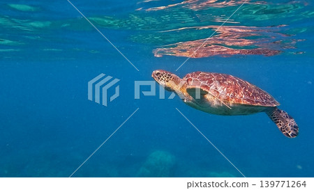 A green sea turtle swimming close to the surface with its reflection mirrored by the water creating a hypnotic dreamy scene. Dauin, Philippines A green sea turtle swimming close to the surface with its reflection mirrored by the water creating a hypnotic dreamy scene. Dauin, Philippines 139771264