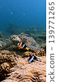 A green sea turtle resting on the seafloor and two yellowtail clownfish among bubble tip anemone and turbinaria ornata in the foreground. Dauin, Negros Island Region, Philippines A green sea turtle resting on the seafloor and two yellowtail clownfish among bubble tip anemone and turbinaria ornata in the foreground. Dauin, Negros Island Region, Philippines 139771265