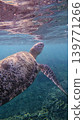A peaceful underwater view features a green sea turtle swimming near the water surface bathe in sunlight. Dauin, Philippines A peaceful underwater view features a green sea turtle swimming near the water surface bathe in sunlight. Dauin, Philippines 139771266