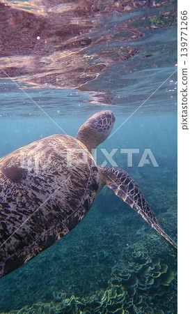 A peaceful underwater view features a green sea turtle swimming near the water surface bathe in sunlight. Dauin, Philippines A peaceful underwater view features a green sea turtle swimming near the water surface bathe in sunlight. Dauin, Philippines 139771266