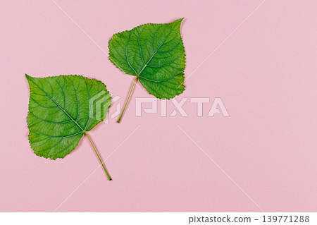 Green leaves on pink pastel background. Minimal concept for freshness, ecology, nature. Flat lay. 139771288