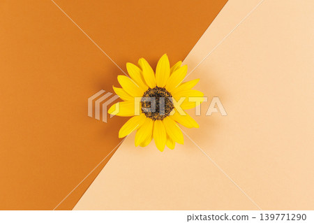 Beautiful decorative yellow sunflower on orange brown background. Flat lay. Beautiful decorative yellow sunflower on orange brown background. Flat lay. 139771290