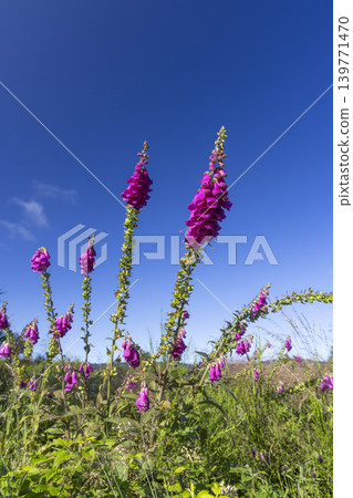 Purple foxglove flowers growing against blue sky Purple foxglove flowers growing against blue sky 139771470