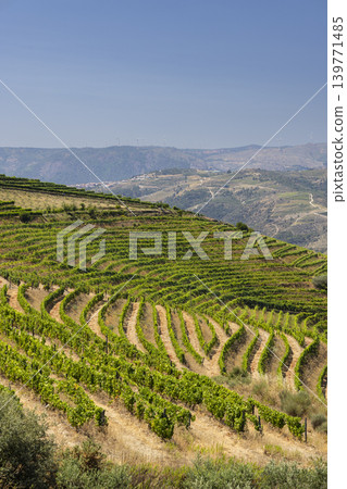 Typical vineyard near Ervedosa do Douro, Alto Douro, Portugal Typical vineyard near Ervedosa do Douro, Alto Douro, Portugal 139771485