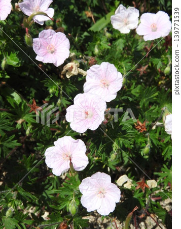 The flower of geranium, a perennial plant belonging to the Geraniaceae family. 139771539