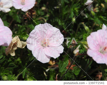 The flower of geranium, a perennial plant belonging to the Geraniaceae family. The flower of geranium, a perennial plant belonging to the Geraniaceae family. 139771541
