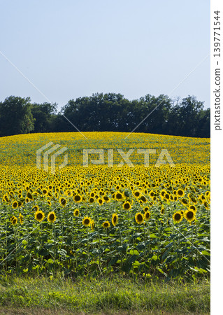 Sunflowers field covering a hill in the countryside landscape under blue sky 139771544