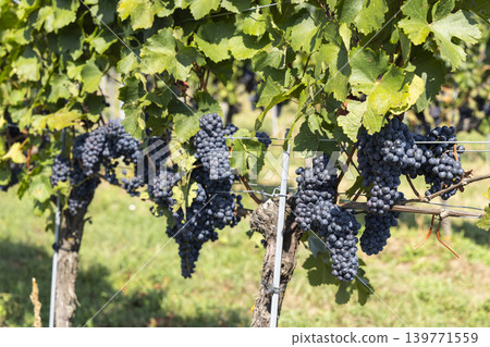 Vineyard with Zweigeltrebe (Zweigeltrebe Blau), Lower Austria, Austria Vineyard with Zweigeltrebe (Zweigeltrebe Blau), Lower Austria, Austria 139771559