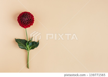 Beautiful red flower of Dahilia on a orange pastel background. Beautiful red flower of Dahilia on a orange pastel background. 139771565