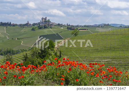 Typical vineyard near Castiglione Falletto, Barolo wine region, province of Cuneo, region of Piedmont, Italy Typical vineyard near Castiglione Falletto, Barolo wine region, province of Cuneo, region of Piedmont, Italy 139771647