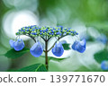 繡球花芽 139771670