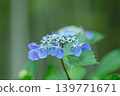一朵小小的繡球花盛開了。 139771671