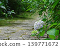 石板路和繡球花 139771672