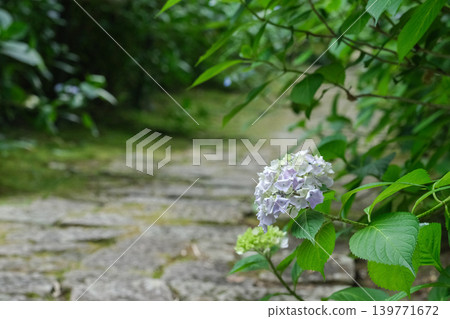 石板路和繡球花 石板路和繡球花 139771672
