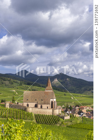 Typical vineyard near Hunawihr near Ribeauville Riquewihr, Haut-Rhin, Region Grand Est, Alsace, France Typical vineyard near Hunawihr near Ribeauville Riquewihr, Haut-Rhin, Region Grand Est, Alsace, France 139771692