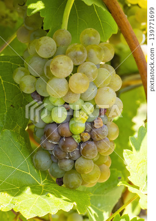 White grapes damaged by ants and attacked infested with rot and mold White grapes damaged by ants and attacked infested with rot and mold 139771699