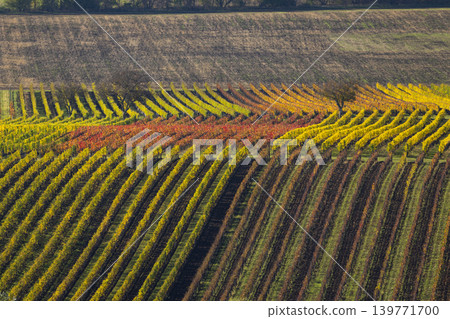 Autumn vineyard near Velke Bilovice, Southern Moravia, Czech Republic Autumn vineyard near Velke Bilovice, Southern Moravia, Czech Republic 139771700