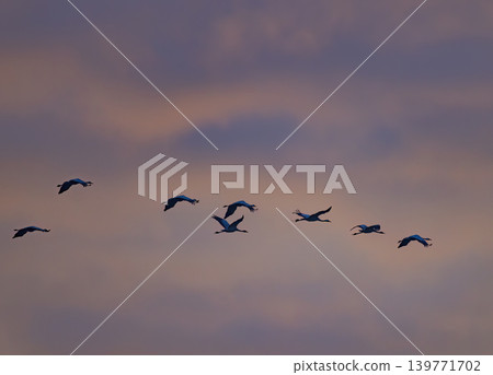 Flock of birds, Common Crane, migration in Hortobagy National Park, UNESCO World Heritage Site, Puszta is one of largest meadow and steppe ecosystems in Europe, Hungary Flock of birds, Common Crane, migration in Hortobagy National Park, UNESCO World Heritage Site, Puszta is one of largest meadow and steppe ecosystems in Europe, Hungary 139771702